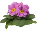 Afbeelding van Primula P10.5 Pink
